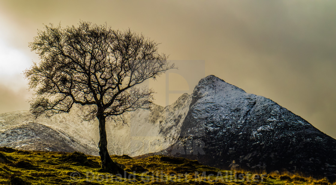 "lonely tree" stock image