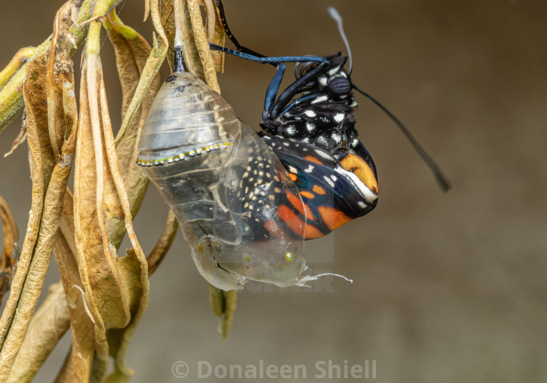"A monarch butterfly climbs out of the chrysalis" by Donaleen Shiell - $12.59 "A monarch butterfly climbs out of the chrysalis" stock image