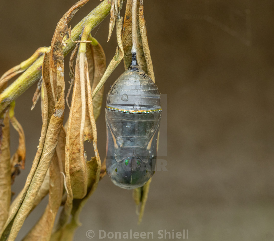 "Monarch Butterfly chrysalis ready to hatch" by Donaleen Shiell - $12.59 "Monarch Butterfly chrysalis ready to hatch" stock image