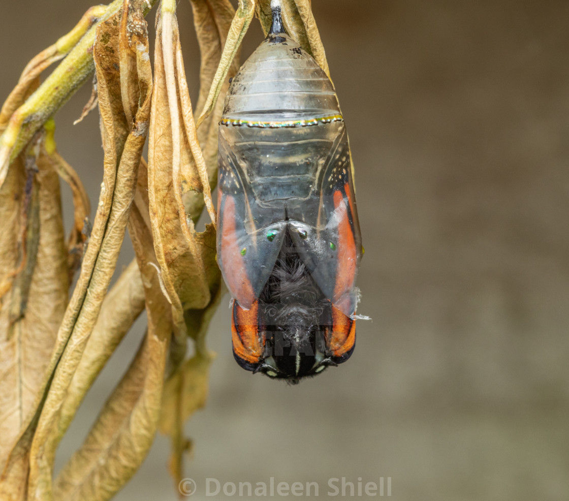 "Monarch butterfly starting to hatch from chrysalis" by Donaleen Shiell - $12.59 "Monarch butterfly starting to hatch from chrysalis" stock image
