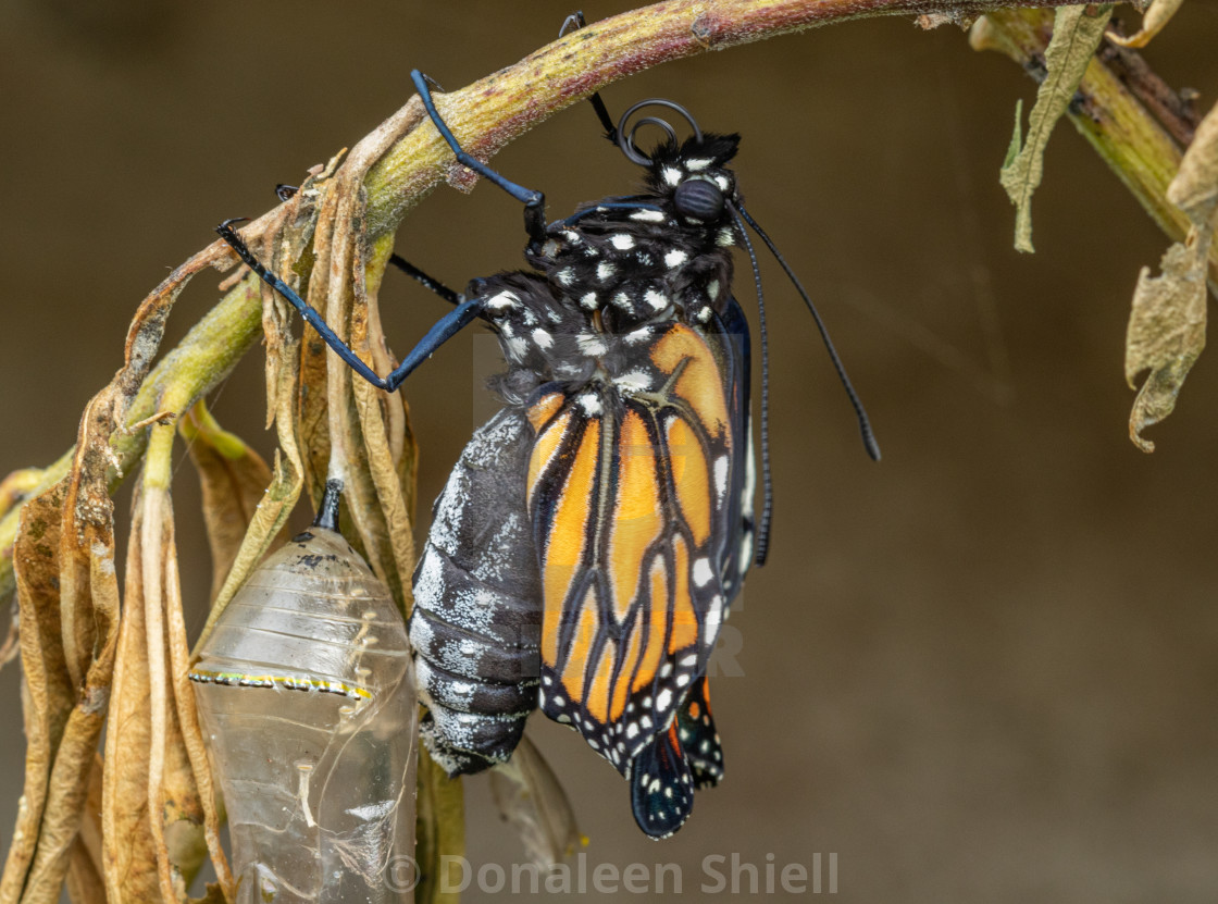 "Monarch butterfly fully out of chrysalis" by Donaleen Shiell - $12.59 "Monarch butterfly fully out of chrysalis" stock image