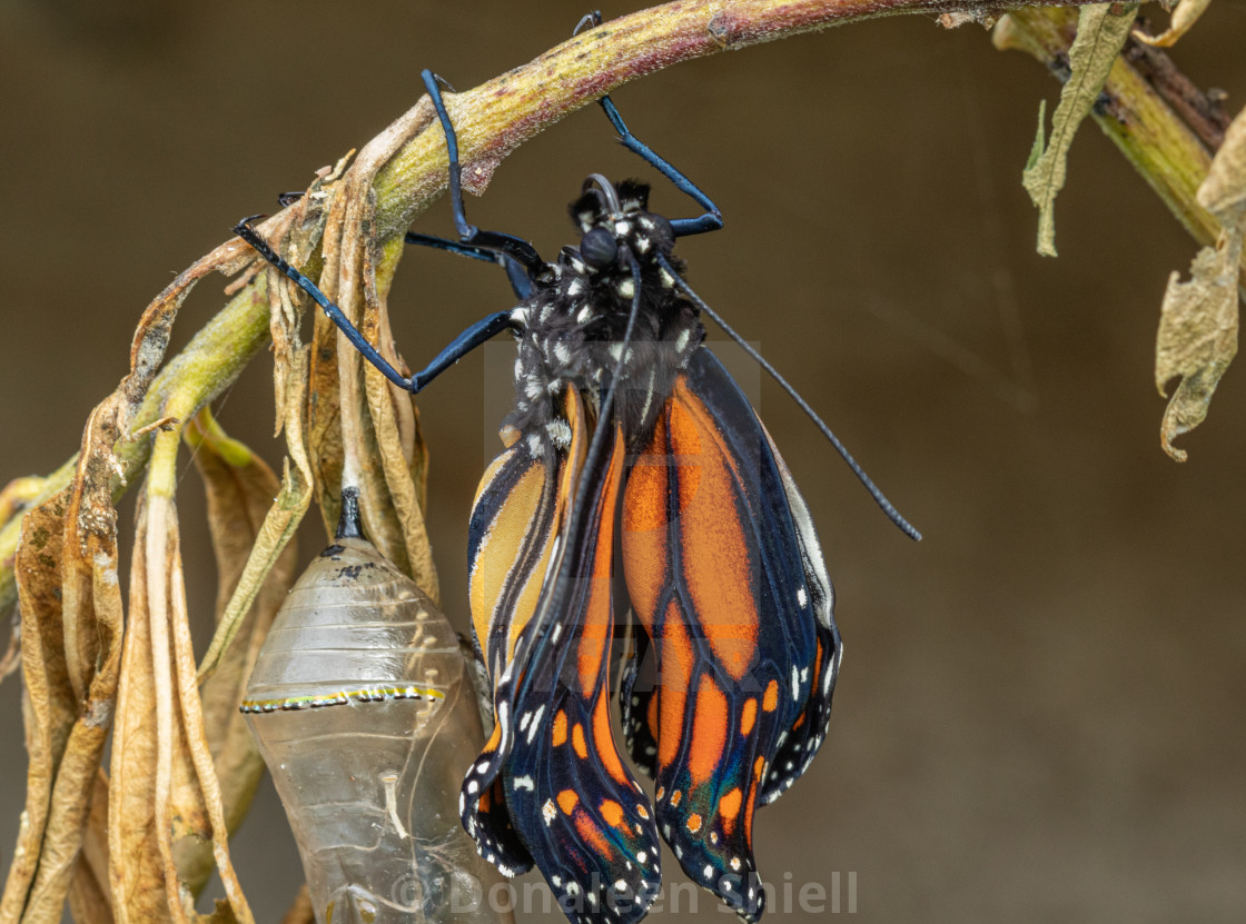 "Newly hatched Monarch butterfly with crumpled wings" by Donaleen Shiell - $12.59 "Newly hatched Monarch butterfly with crumpled wings" stock image