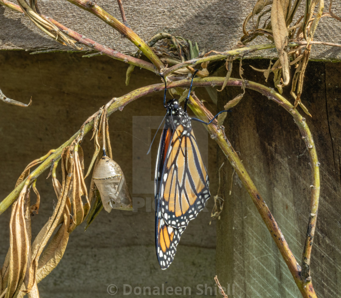 "A monarch butterfly hangs with wings fully expanded" by Donaleen Shiell - $12.59 "A monarch butterfly hangs with wings fully expanded" stock image