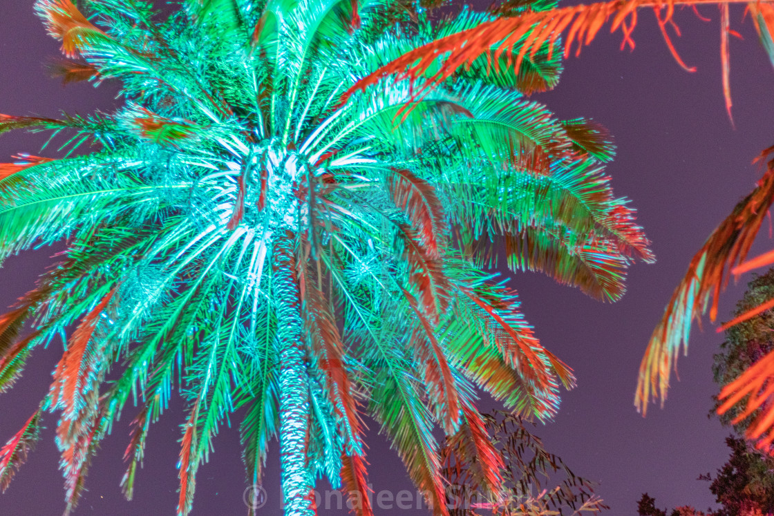 "Illuminated Palm Tree" by Donaleen Shiell - $12.59 "Illuminated Palm Tree" stock image