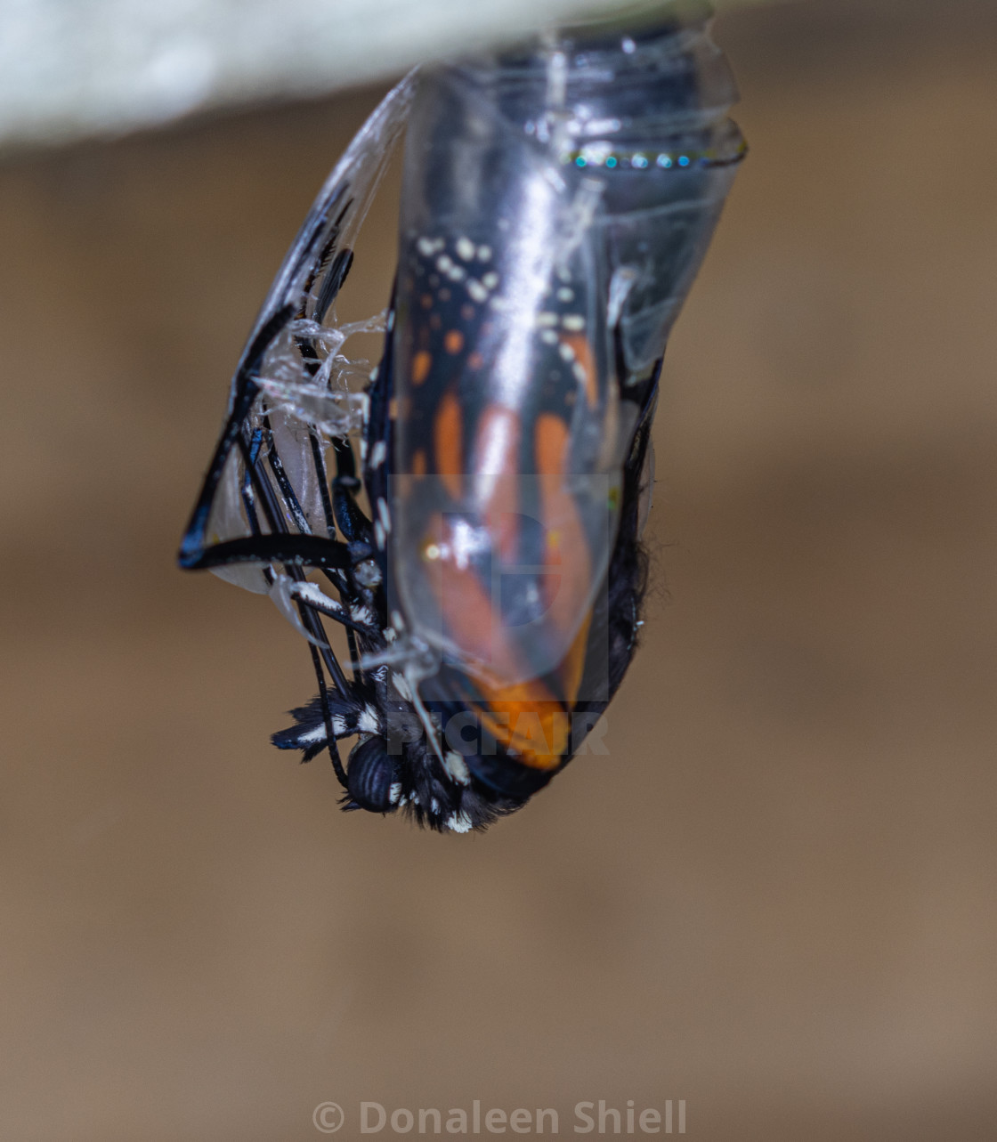"Monarch Butterfly Pushes out of Chrysalis" by Donaleen Shiell - $12.59 "Monarch Butterfly Pushes out of Chrysalis" stock image