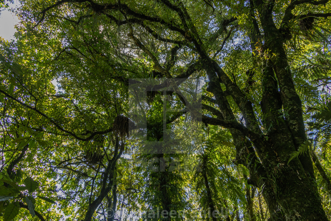"New Zealand Bush Walk" by Donaleen Shiell - $12.59 "New Zealand Bush Walk" stock image