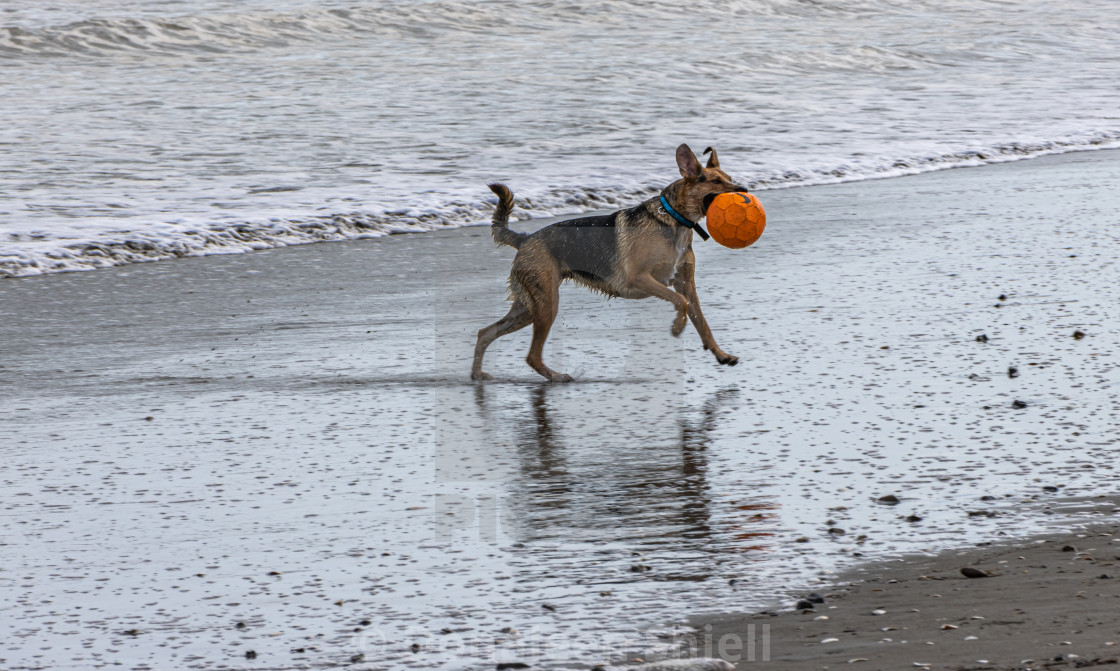 "Dog holding ball" by Donaleen Shiell - $12.59 "Dog holding ball" stock image