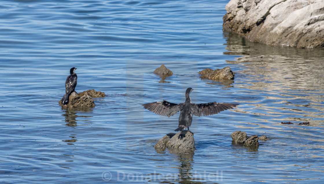 "Cormorant with wings spread" by Donaleen Shiell - $12.59 "Cormorant with wings spread" stock image