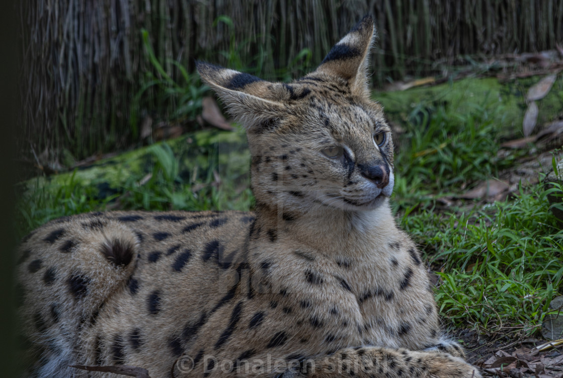 "Serval at Wellington Zoo" by Donaleen Shiell - $12.59 "Serval at Wellington Zoo" stock image