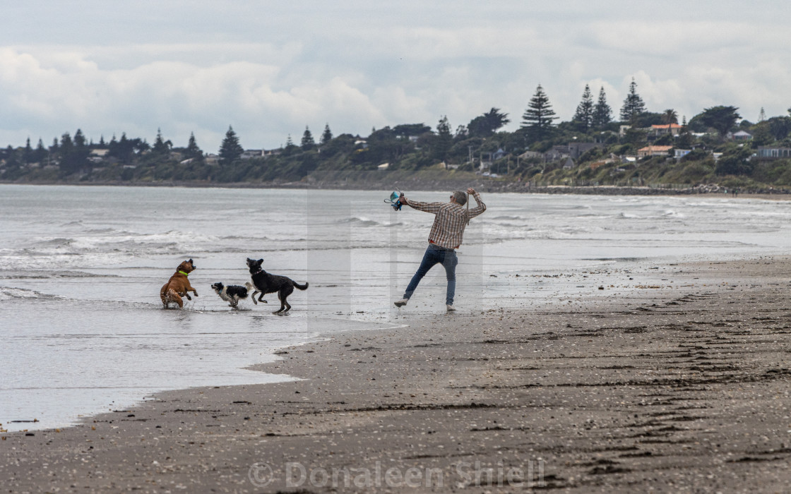 "Throwing a stick for the dogs" by Donaleen Shiell - $12.59 "Throwing a stick for the dogs" stock image