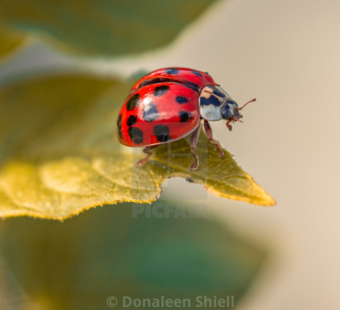 "Harlequin Ladybird on leaf" by Donaleen Shiell - $12.59 "Harlequin Ladybird on leaf" stock image