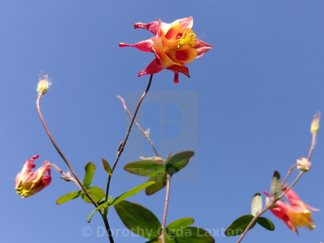 "Zoetic" by Dorothy Ogda Laxton - $18.55 "Zoetic" stock image