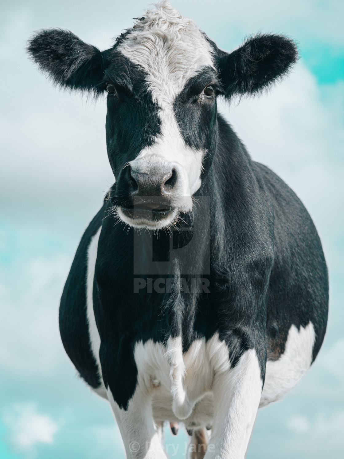 "Cow in the Sky" stock image