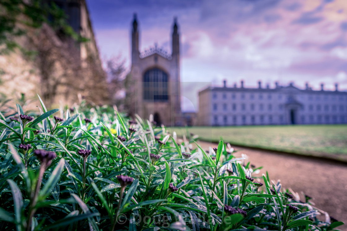 "Sunset, King's College Chapel and the Gibbs Building defocused" stock image