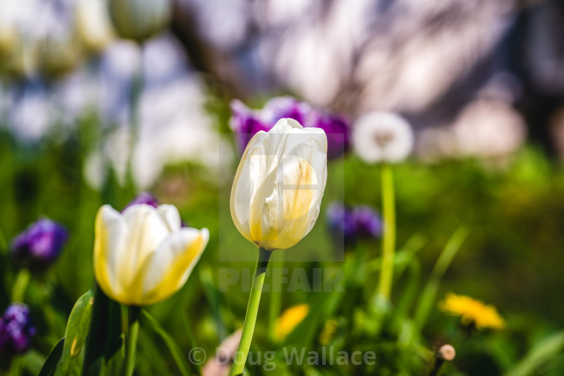 "White Tulips." stock image