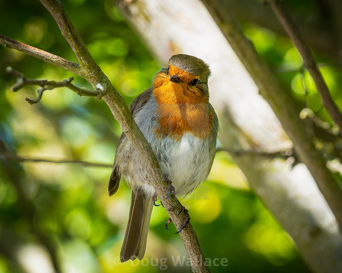 "Robin in a tree." stock image