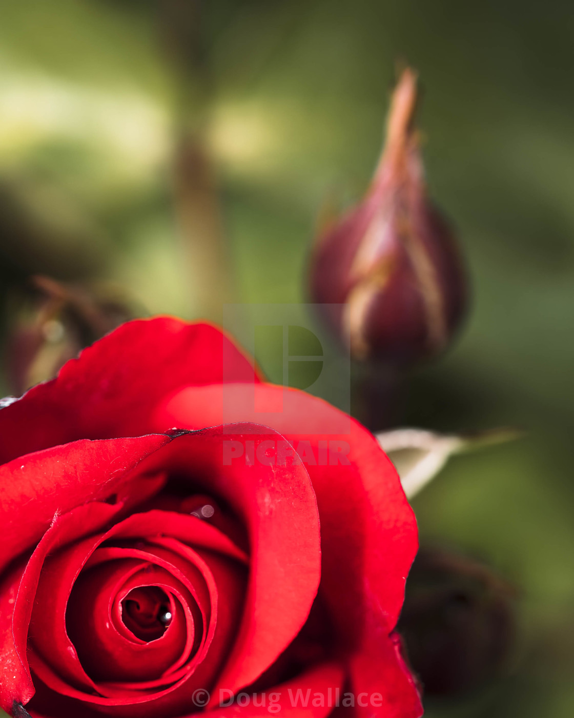 "A Rose in Bloom." stock image