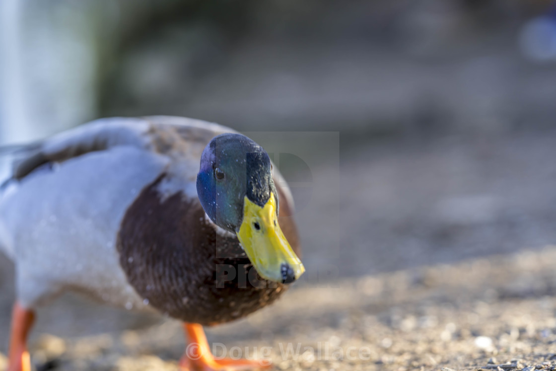 "Inquisitive Duck, Cherry Hinton Hall, Cambridge UK." stock image