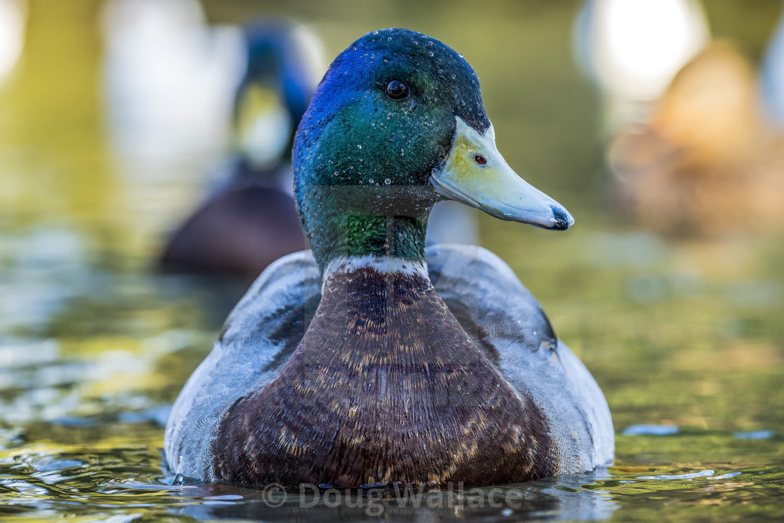 "Duck waiting for bread, Cherry Hinton Hall, Cambridge UK." stock image