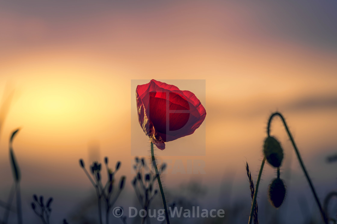 "A Poppy Sunset, Cambridge UK." stock image