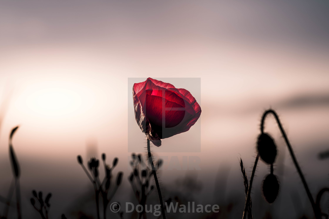 "A Poppy Sunset, Cambridge UK." stock image