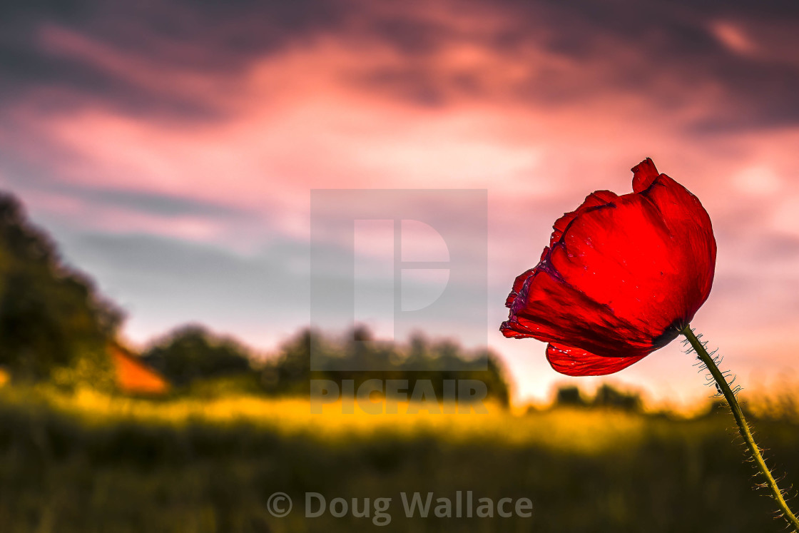 "Poppy Sunrise, Cambridge UK." stock image