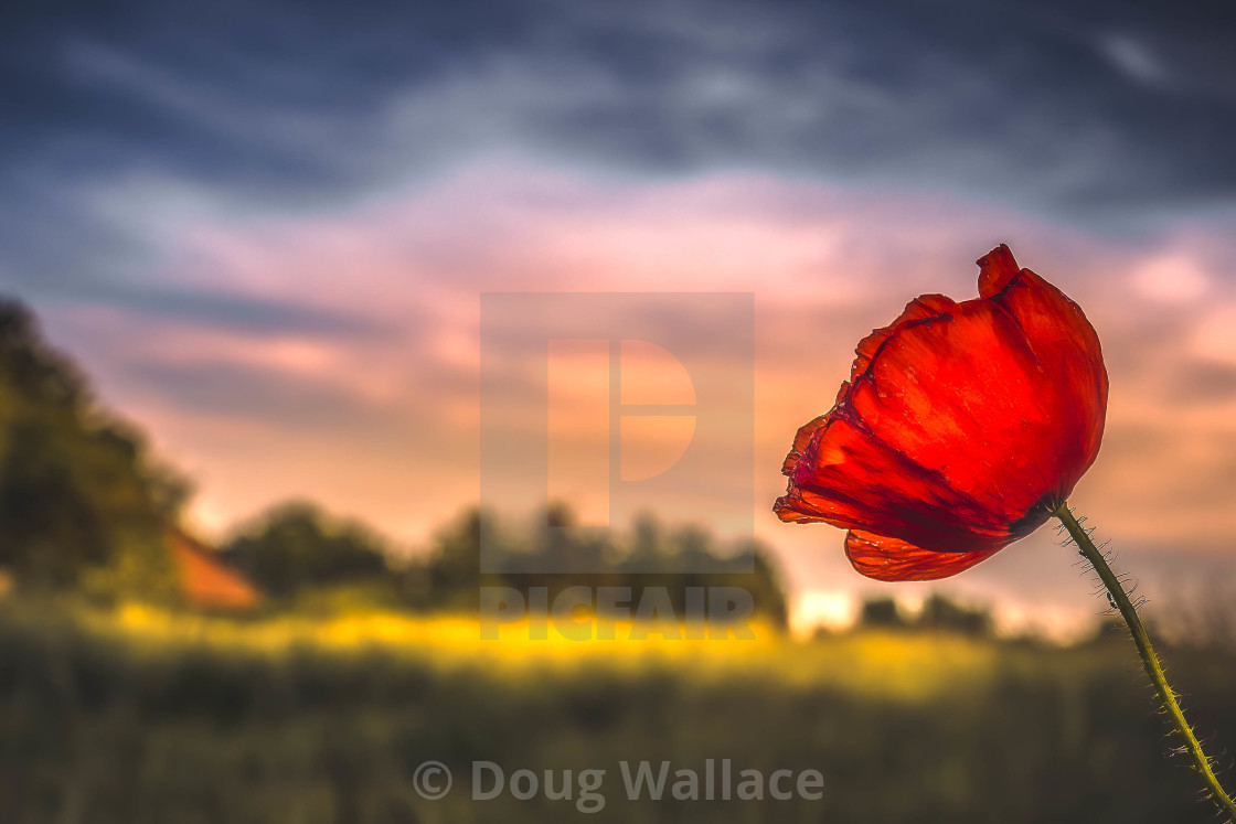 "A Poppy Sunrise, Cambridge UK." stock image