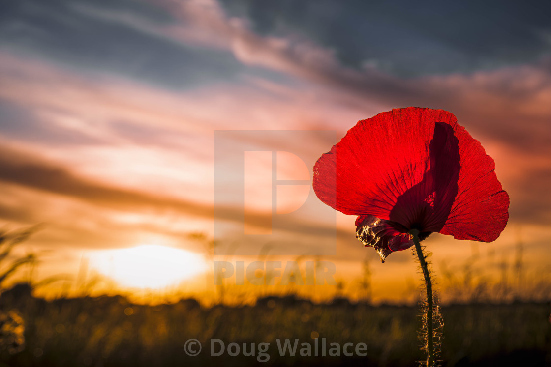 "Poppy Sunset, Cambridge UK." stock image