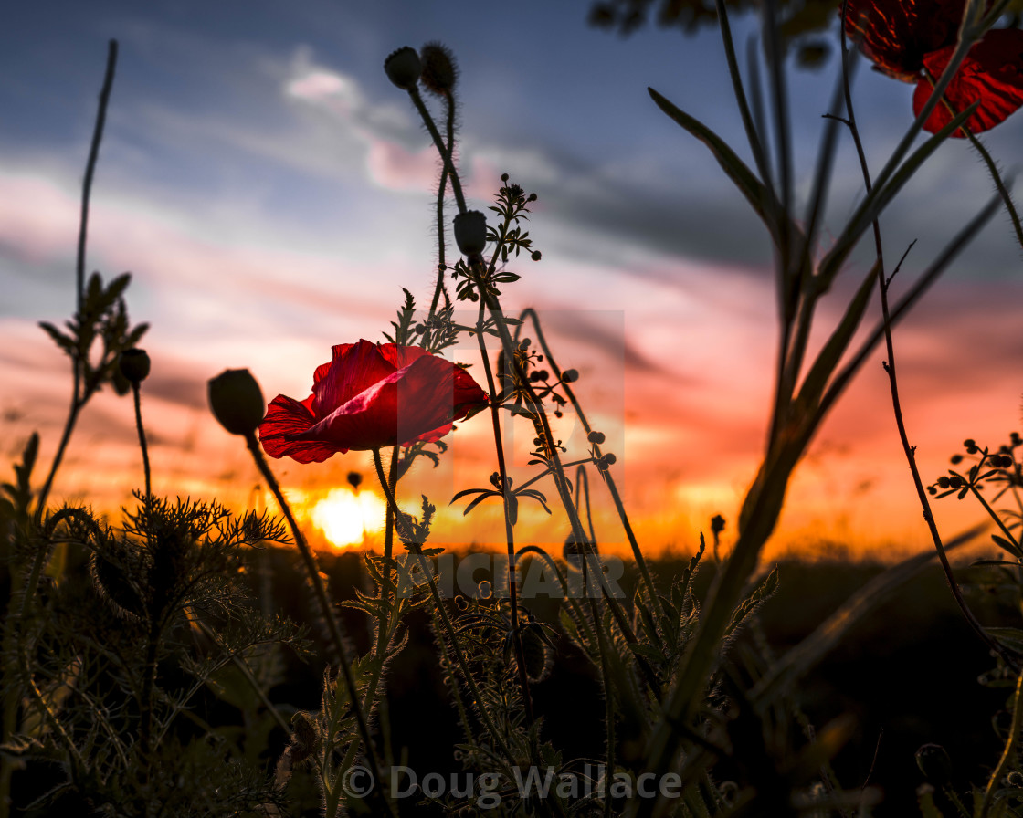 "A Poppy Sunset, Cambridge UK." stock image