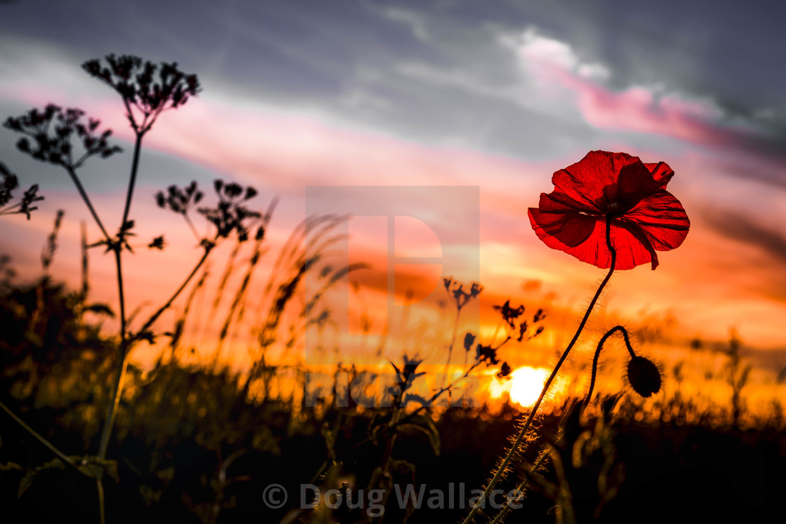 "A Poppy Sunset, Cambridge UK." stock image