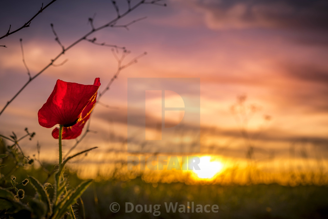 "A Poppy Sunset, Cambridge UK." stock image