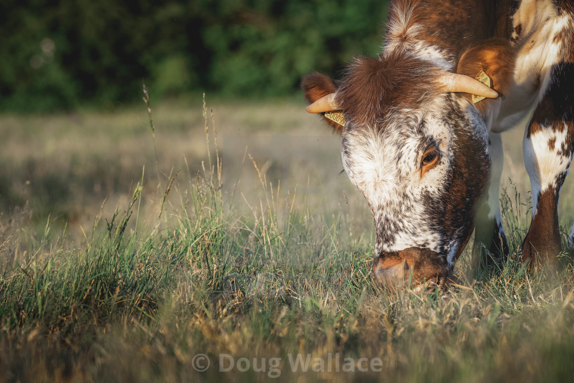 "Cow grazing, Cambridge UK" stock image