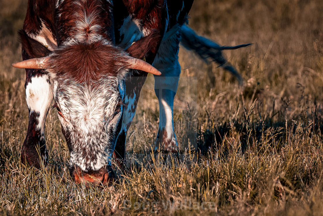 "Cow grazing, Cambridge UK." stock image