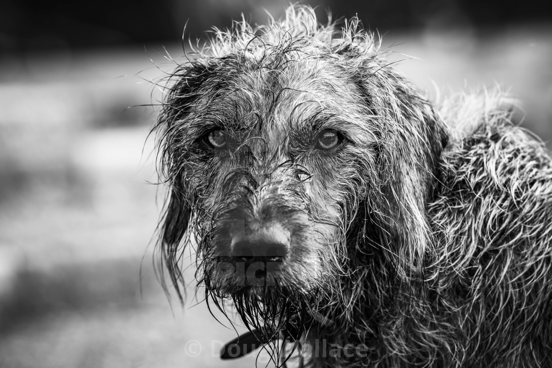 "Dog having a swim in the River Cam." stock image