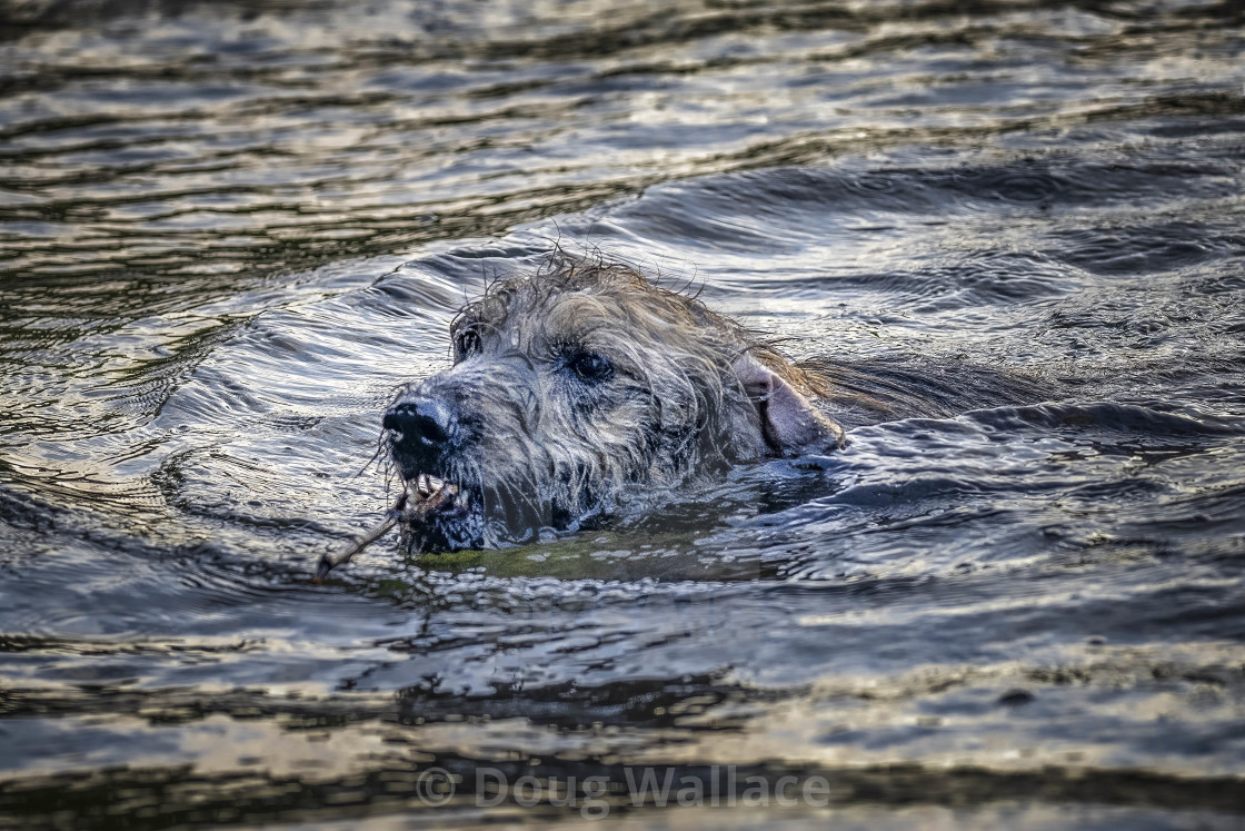 "Dog having a swim in the River Cam." stock image