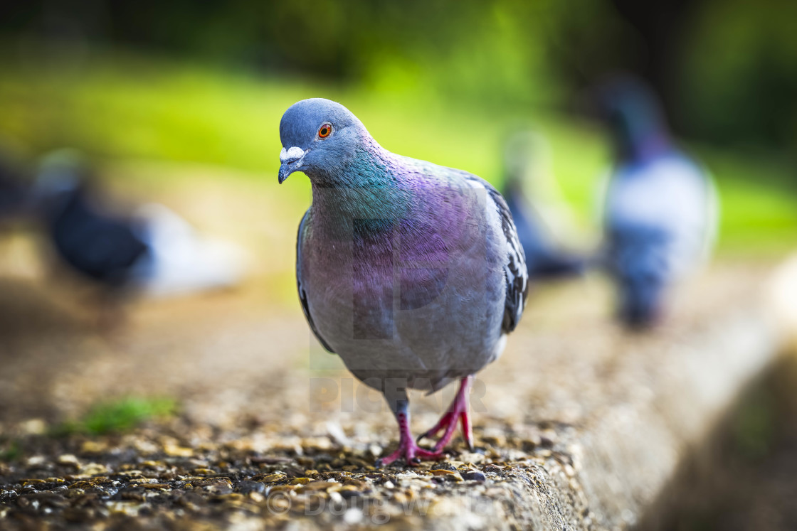 "A curious Pigeon by the River Cam." stock image