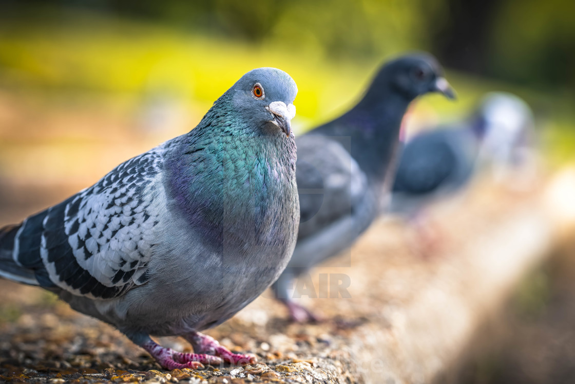 "Pigeons by the River Cam." stock image