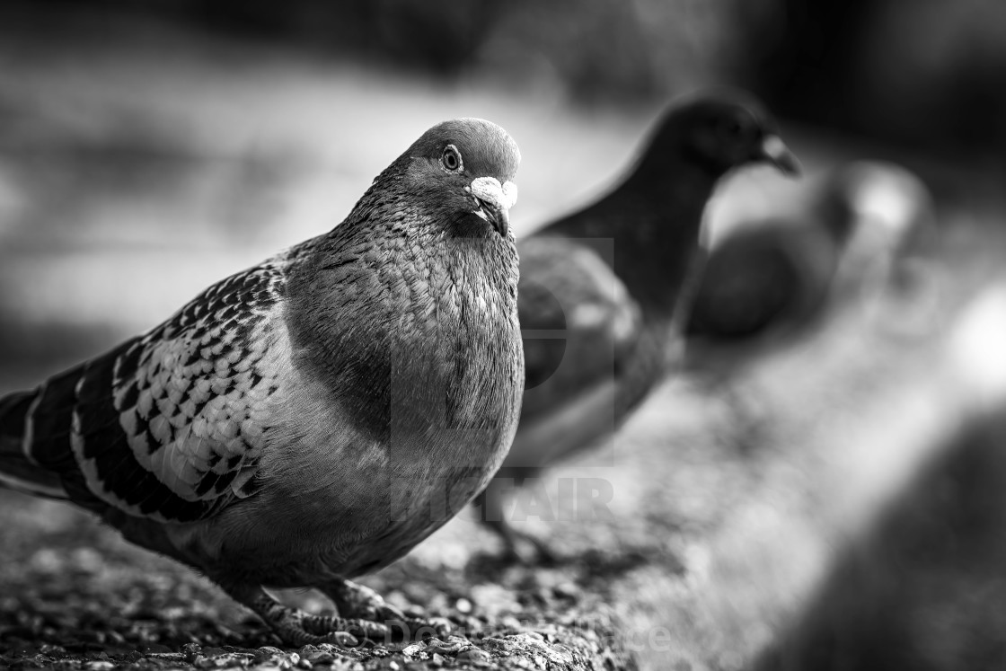 "Pigeons in Black and White by the River Cam." stock image