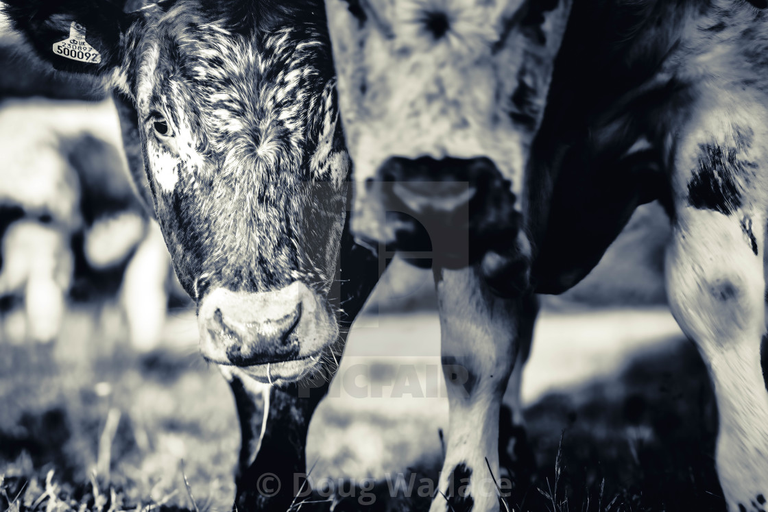 "Cows grazing, Cambridge UK." stock image