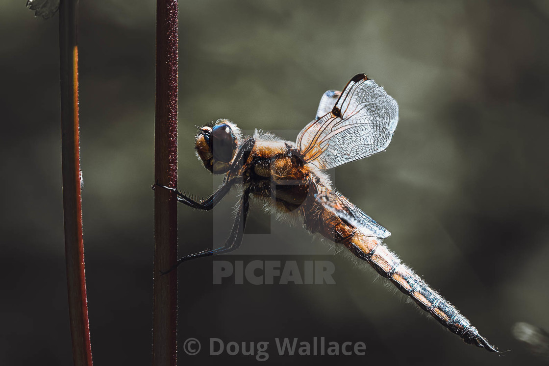 "Dragonfly at Dusk, Cambridge UK." stock image