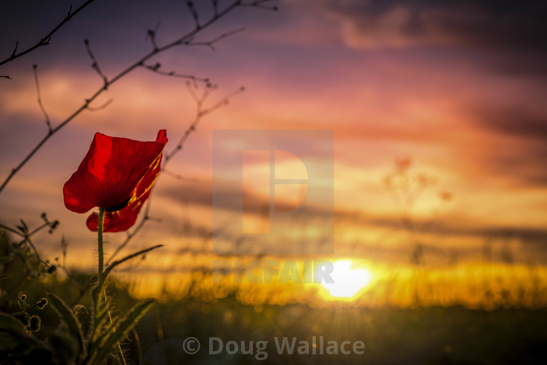 "Poppy Sunset." stock image