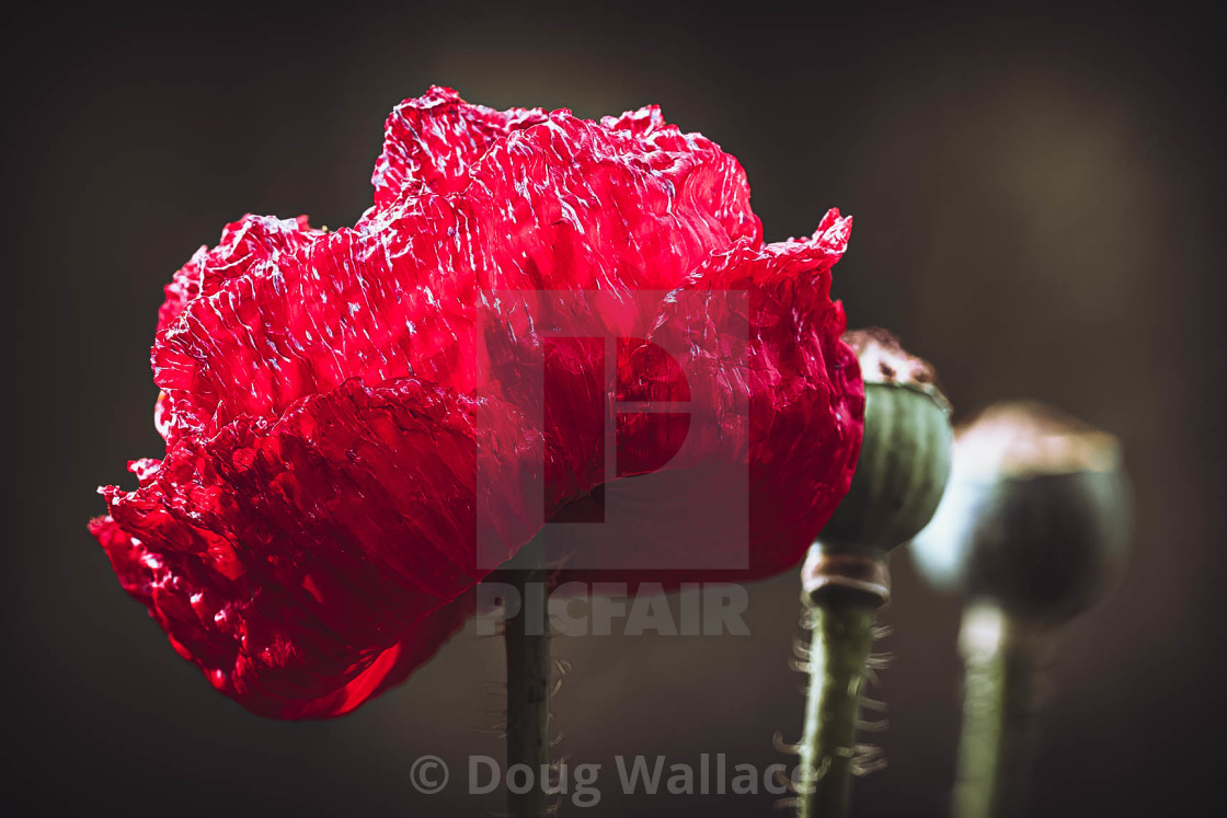 "Poppies in bloom, Cambridge UK." stock image