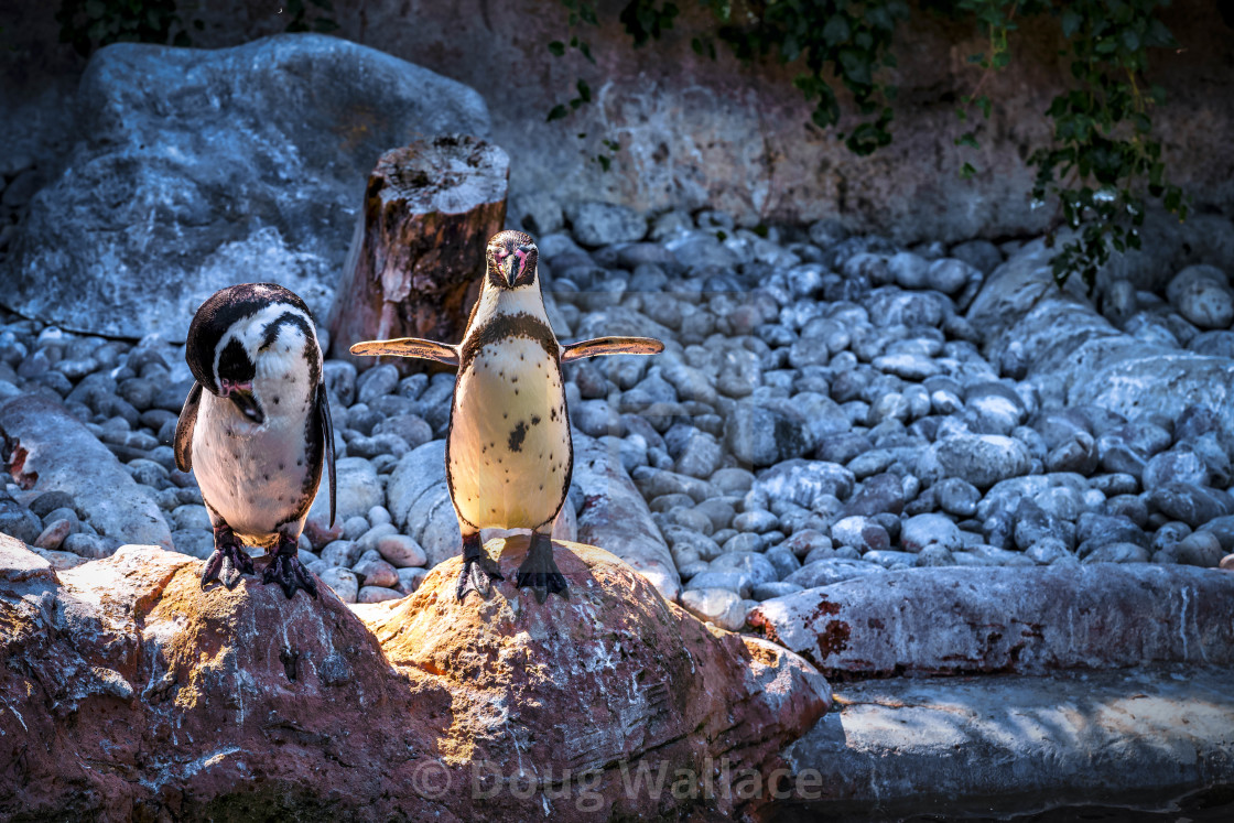 "Penguins from Colchester Zoo, UK." stock image