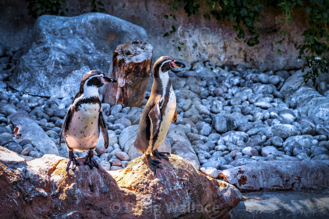 "Penguins from Colchester Zoo, UK." stock image