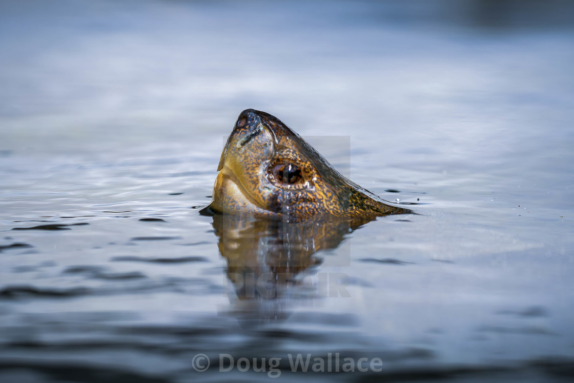 "A peeking Turtle from Colchester Zoo, UK" stock image