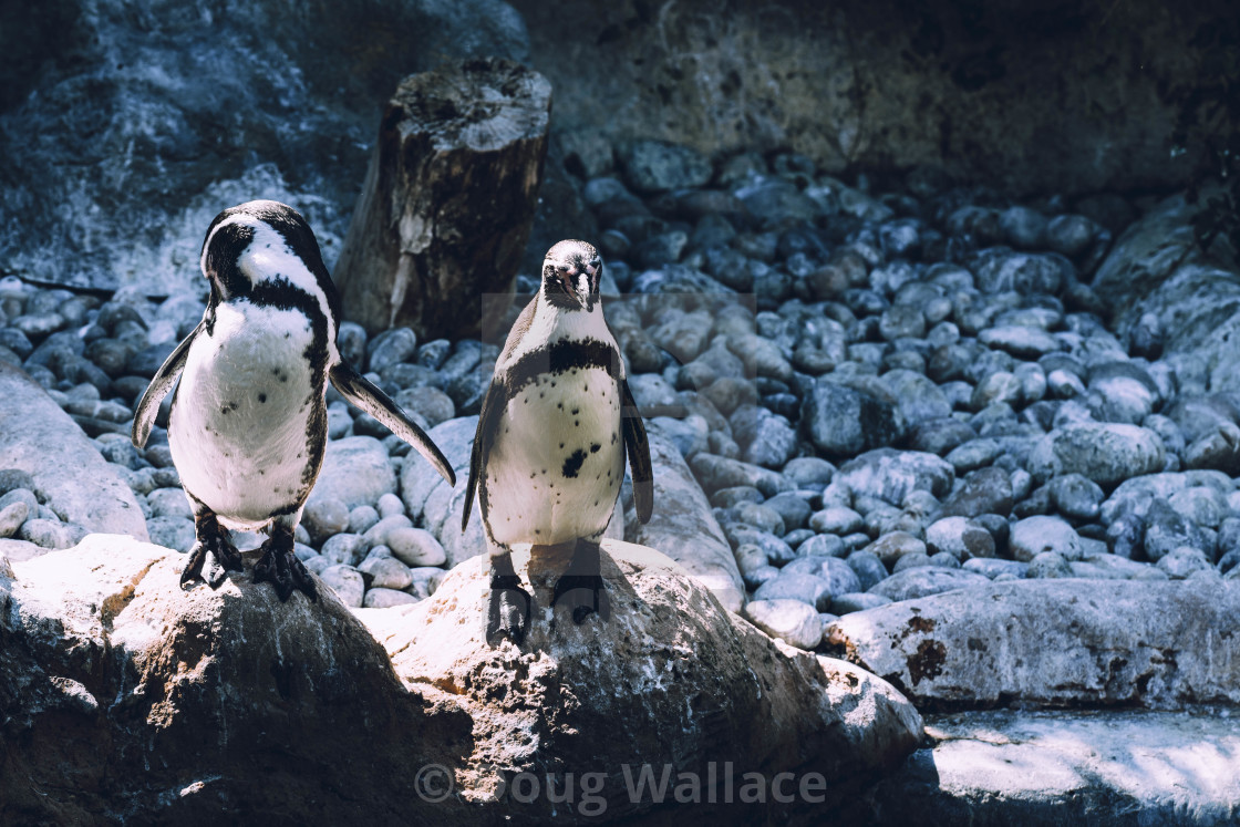 "Penguins from Colchester Zoo, UK." stock image