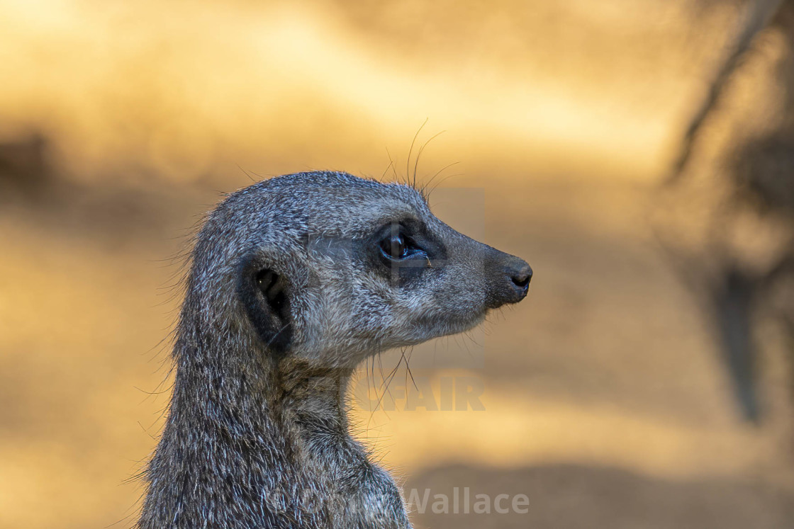 "Meerkat from Colchester Zoo, UK." stock image