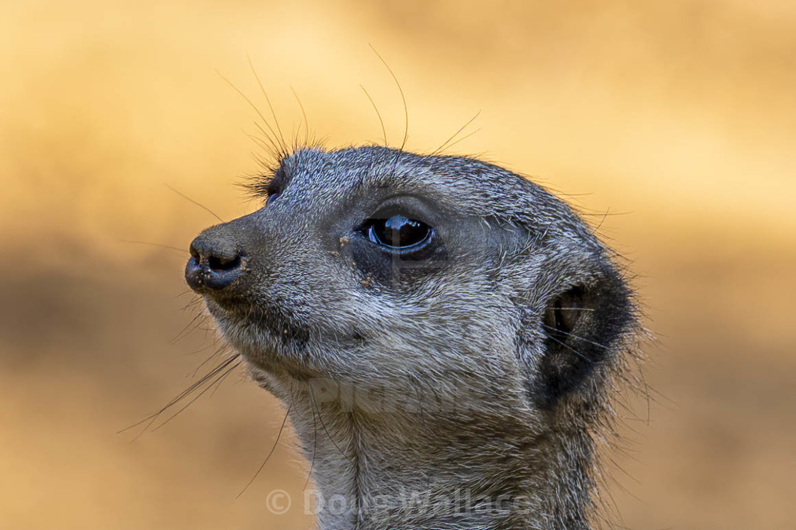 "Meerkat from Colchester Zoo, UK." stock image