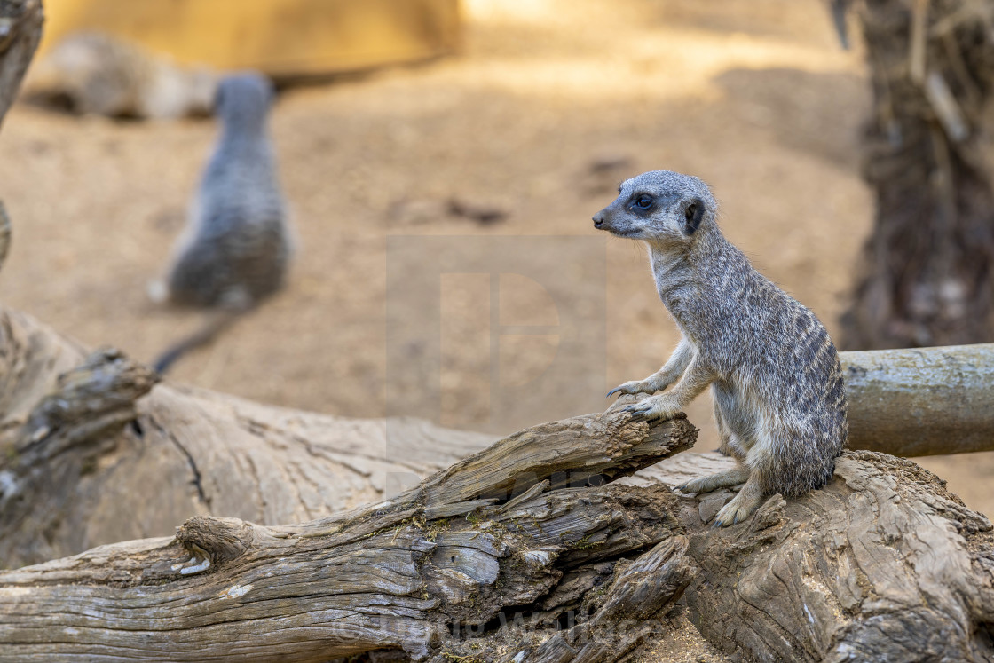 "Meerkat from Colchester Zoo, UK." stock image