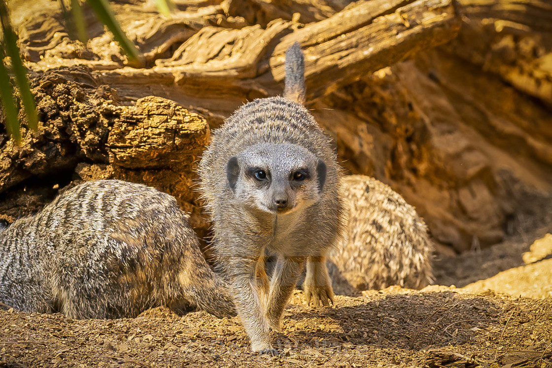 "Meerkat from Colchester Zoo, UK." stock image